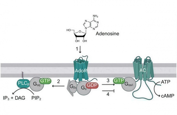 Receptor de adenosina abre frente para manejo de insetos