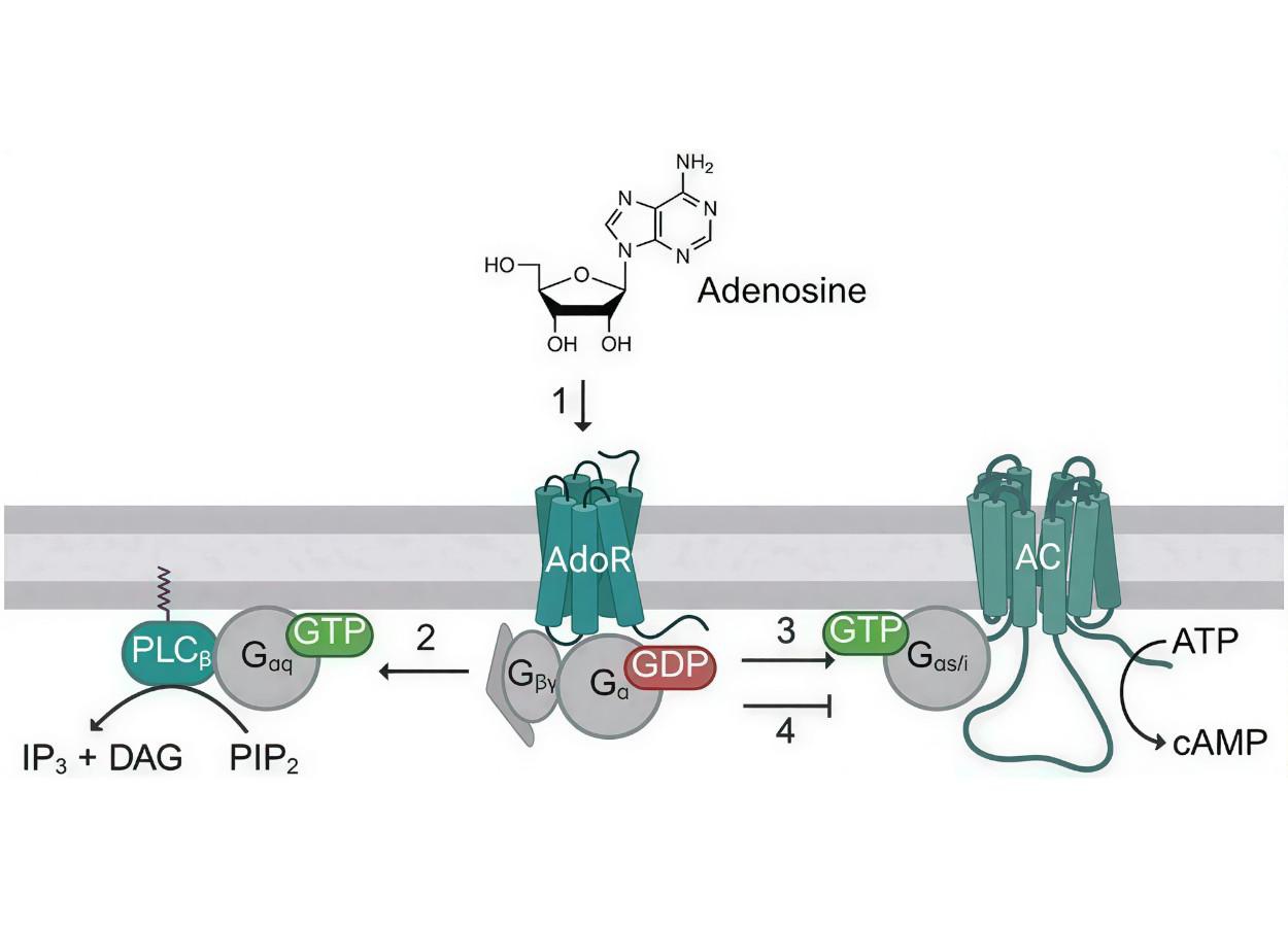 El receptor de adenosina abre nuevas vías para el control de insectos.
