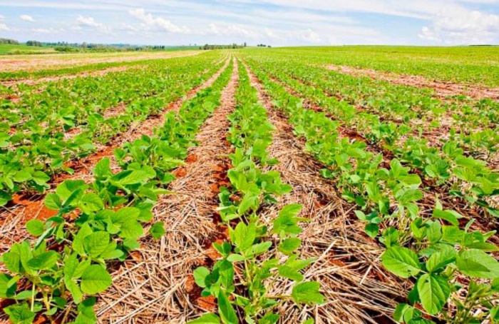 Cadastro do cultivo da soja vai até 30 de janeiro em Rondônia