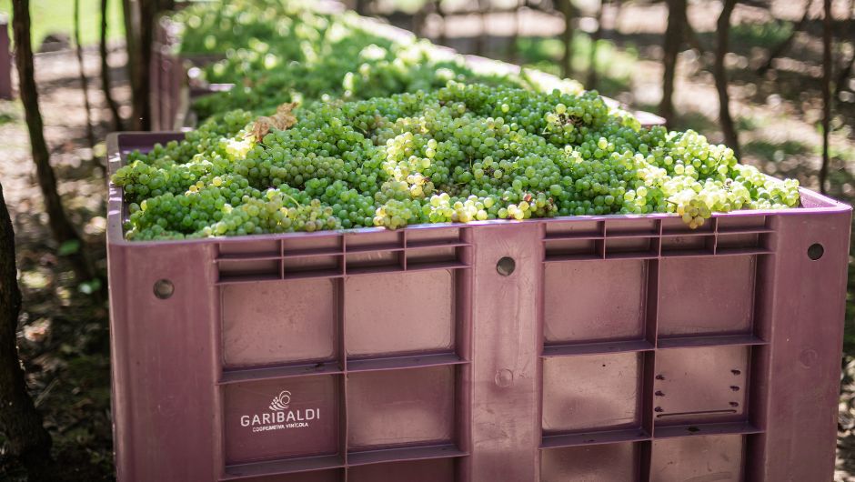 Foto: Cesar Silvestro