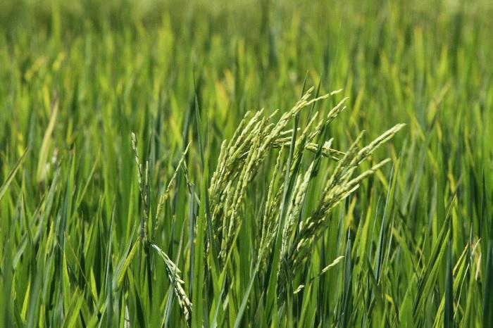 Cultivar de arroz é destaque no Balanço Social 2018 da Embrapa
