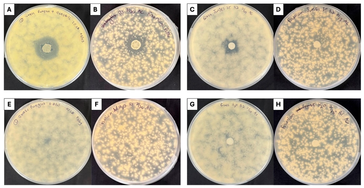 Atividade antifúngica de JunSE1L contra <i>Mucor hiemalis</i> e <i>Fusarium proliferatum</i>. <b>(A, B)</b> Inibição do crescimento fúngico por células vivas de JunSE1L. Uma gota de 10 µL de suspensão bacteriana com DO600 ajustada foi colocada no centro de culturas fúngicas e incubada por 4 dias a 22 °C. <b>(A)</b> <i>M. hiemalis</i>; <b>(B)</b> <i>F. proliferatum</i>. <b>(C, D)</b> Inibição por sobrenadante de cultura livre de células aplicado com discos de papel de filtro estéreis. <b>(C)</b> <i>M. hiemalis</i>; <b>(D)</b> <i>F. proliferatum</i>. <b>(E, F)</b> Tratamentos controle com água destilada estéril aplicada diretamente na superfície do ágar. <b>(E)</b> <i>M. hiemalis</i>; <b>(F)</b> <i>F. proliferatum</i>. <b>(G, H)</b> Tratamentos controle com discos de papel de filtro estéreis embebidos em água destilada estéril. <b>(G)</b> <i>M. hiemalis</i>; <b>(H)</b> <i>F. proliferatum</i>. Nenhuma inibição foi observada nos tratamentos controle -&nbsp;doi.org/10.3390/seeds5030030