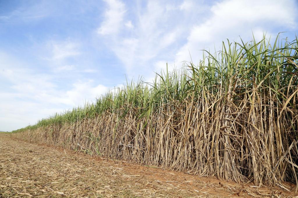 Transfer of herbicides is recommended for sugarcane fields whose development is hampered by drought