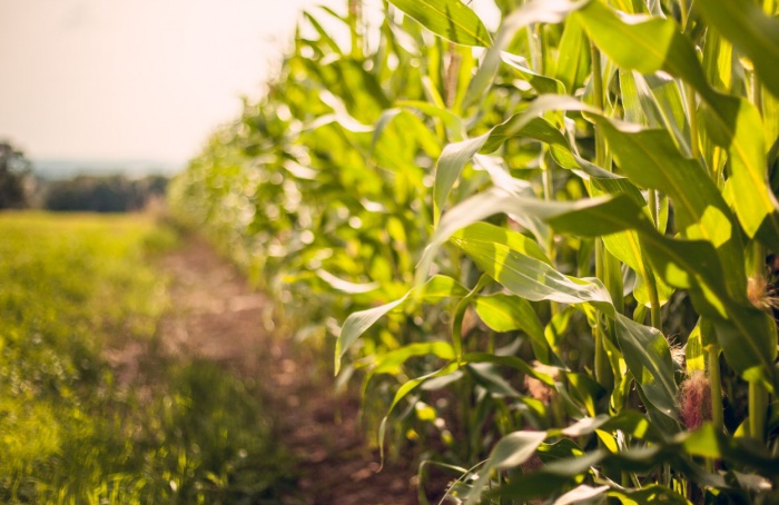 Lagarta-elasmo desafia produtividade do milho brasileiro
