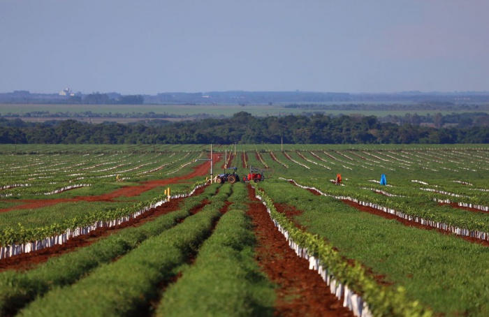 Citricultura vira realidade em Mato Grosso do Sul