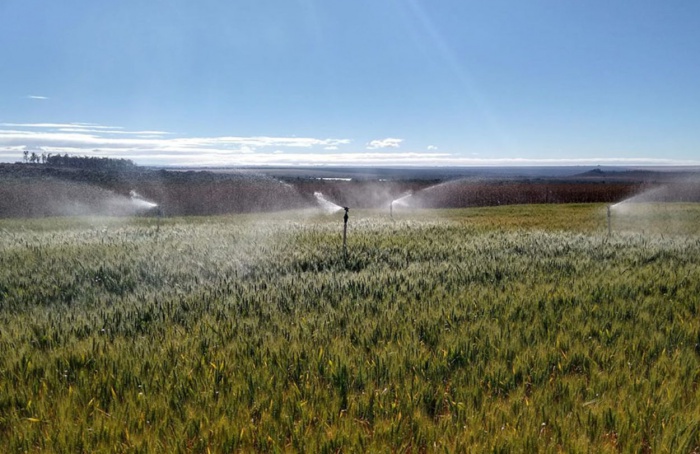 Pesquisa indica momento e quantidade de água ideais para irrigação do trigo no Cerrado