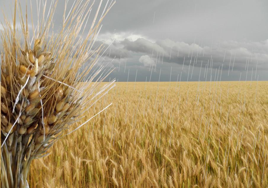 Novo zoneamento agrícola do trigo será apresentada em reunião de pesquisa