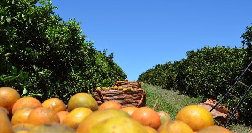 Safra da laranja deverá ser de 249,04 milhões de caixas