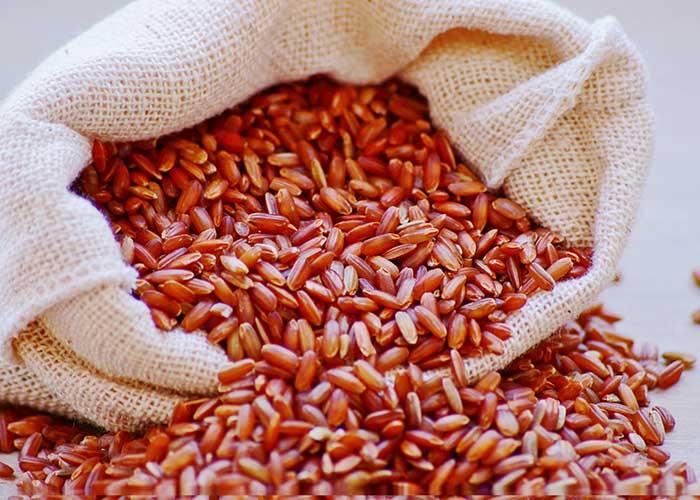 Lançada primeira cultivar de arroz vermelho desenvolvida no Brasil