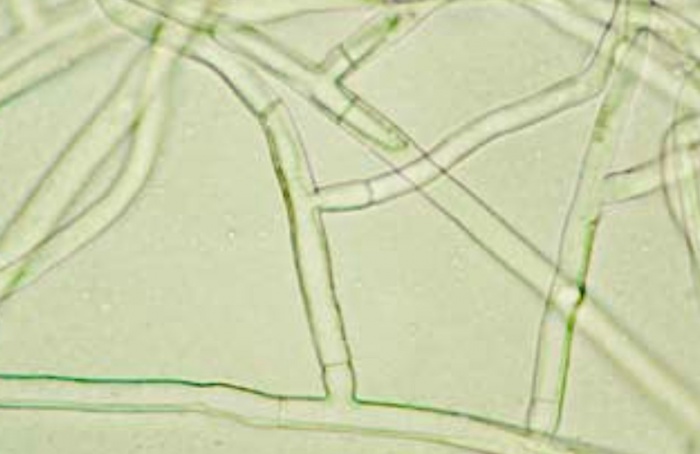 Formulação com citral e derivado reduz Rhizoctonia solani