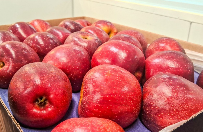 Rasip desenvolve novo clone de maçã com coloração intensa e maior resistência a doenças