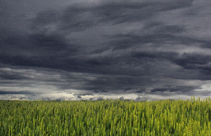 Área plantada com trigo no Paraná deve cair 25% em 2025