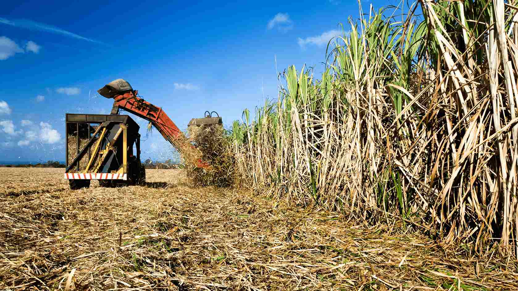 Produção de cana-de-açúcar deve chegar a 652,9 milhões de toneladas