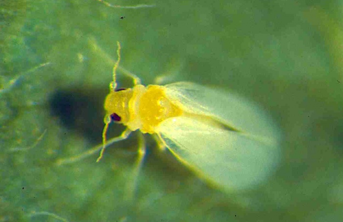 Nanocarreador amplia efeito de RNAi contra mosca-branca