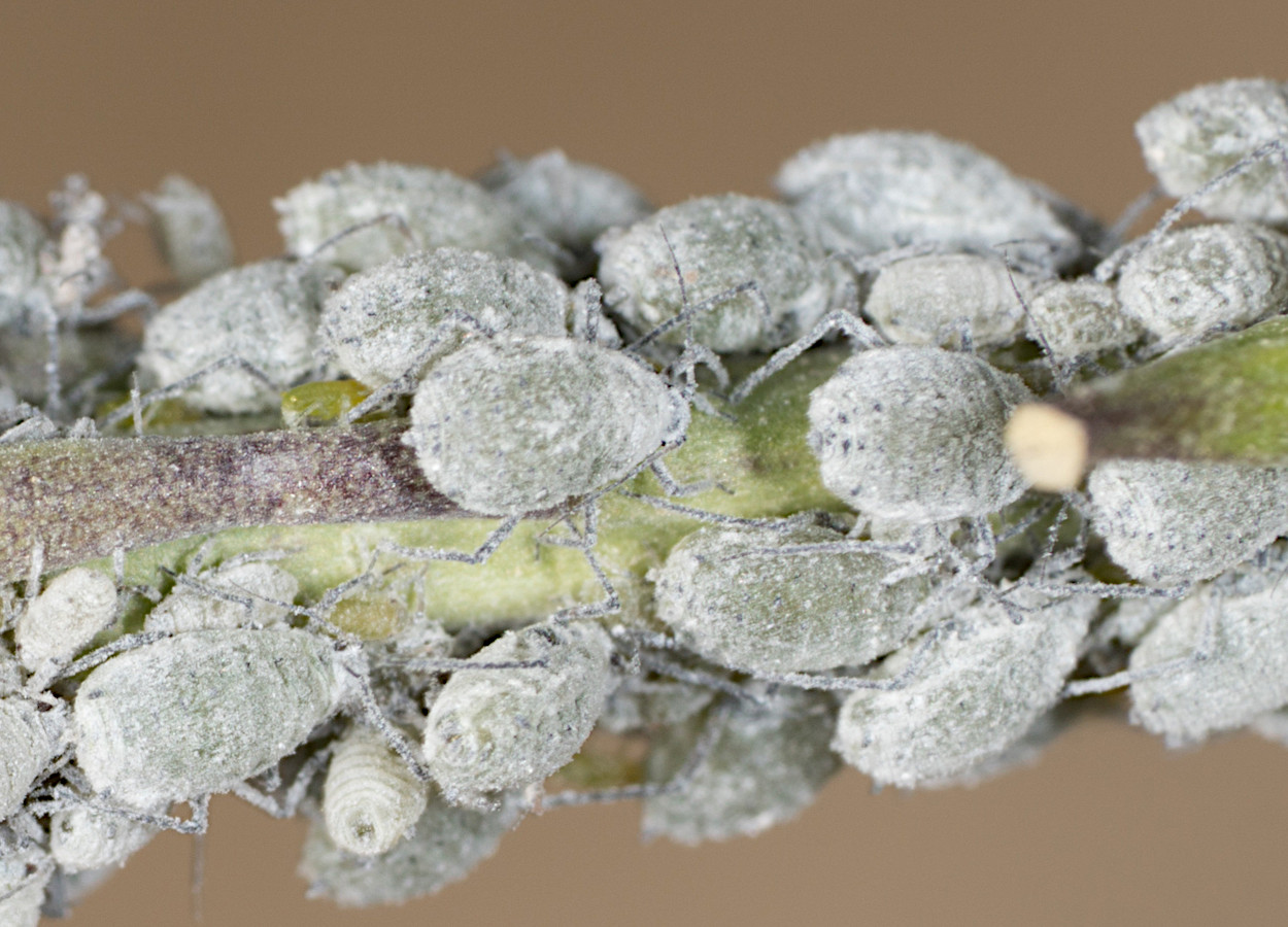 <i>Brevicoryne brassicae</i> - Foto: Jesse Rorabaugh