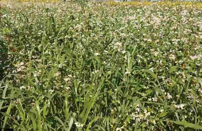 Por que as plantas de cobertura são pouco utilizadas?