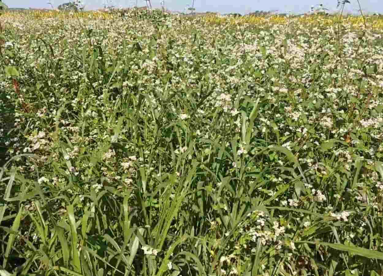 Pourquoi les plantes couvre-sol sont-elles sous-utilisées ?