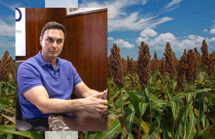 Sorgo amplia espaço na safrinha 2026 em Mato Grosso