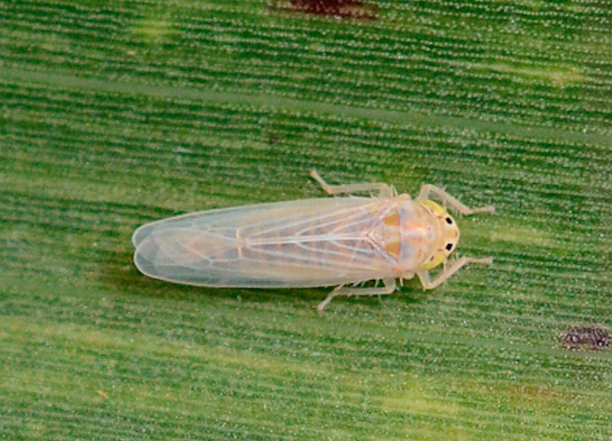 Paraná lança plataforma para reforçar combate à cigarrinha