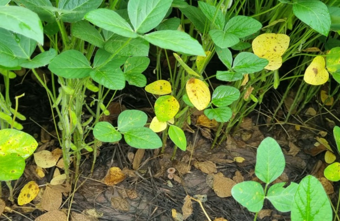 Mancha-alvo evolui rápido no Cerrado