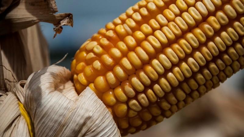 Seminário debate alternativas para o cultivo do milho no Rio Grande do Sul