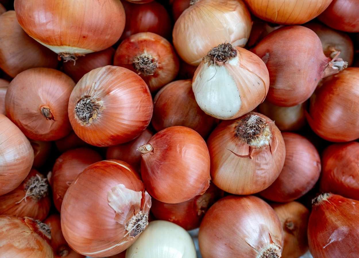 Custos de produção pressionam a safra de cebola no RS