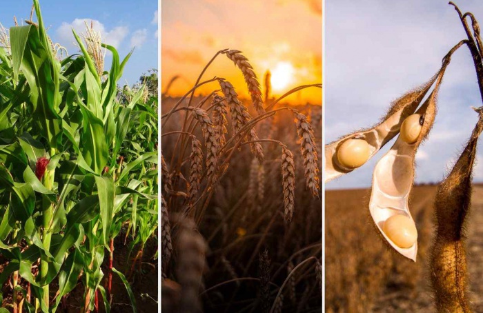 Produção paranaense de milho 2ª Safra deve sofrer redução de 12,4%
