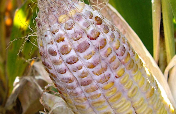 Estudo identifica genes associados à resistência a Fusarium graminearum