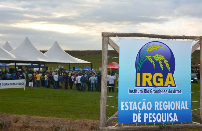 Dia de Campo do Instituto Rio Grandense do Arroz acontece nesta quinta (25)