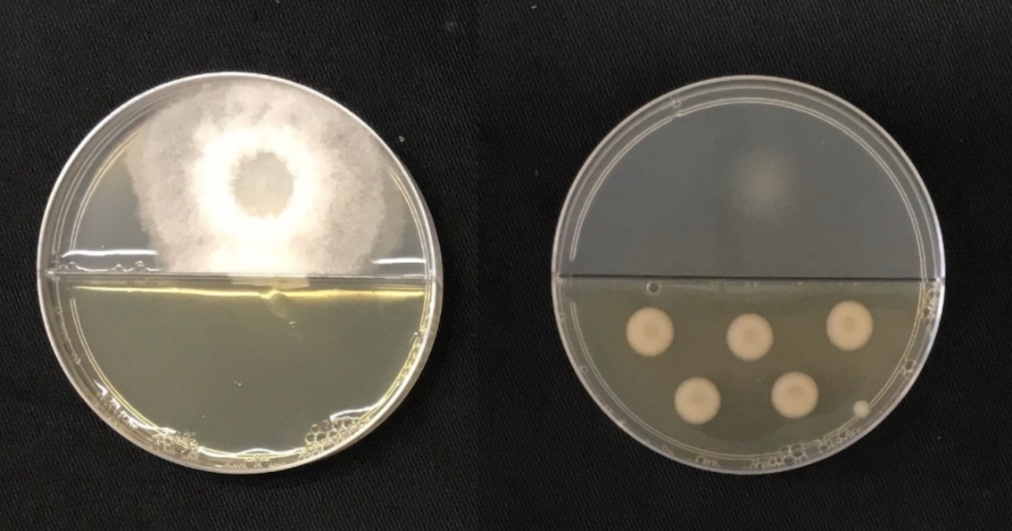 Pesquisa descobre bactérias capazes de matar fungo causador de doença que reduz a produtividade da cana