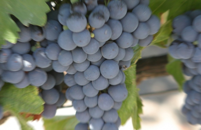 Estudo ajuda a elucidar genoma da uva Malbec
