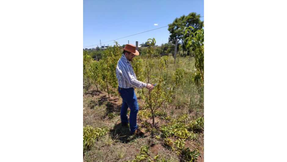 &nbsp; Foto 2:&nbsp;Jean realizou a pesquisa em pomares localizados em Sarandi e Chapecó