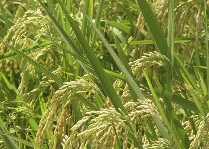 Brasil desenvolve variedades resistentes à principal doença do arroz na Ásia