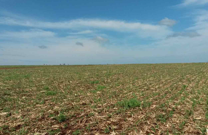 Mudanças climáticas: pesquisadores apontam como a produção agrícola no Cerrado será afetada