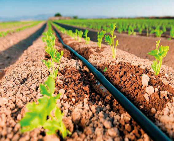 A fertirrigação é a utilização da água de irrigação para distribuir fertilizantes uniformemente