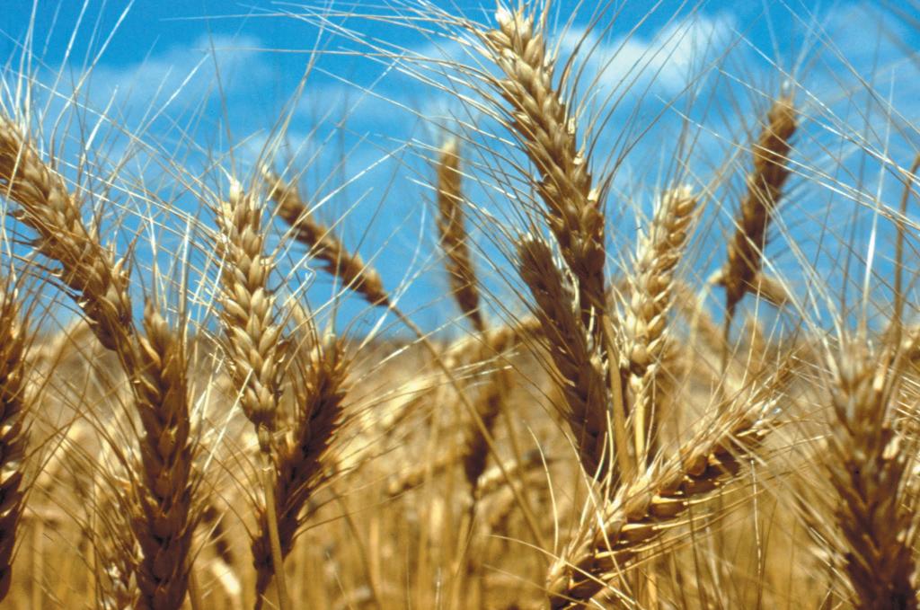 Menor qualidade do trigo deve dificultar negociação da nova safra