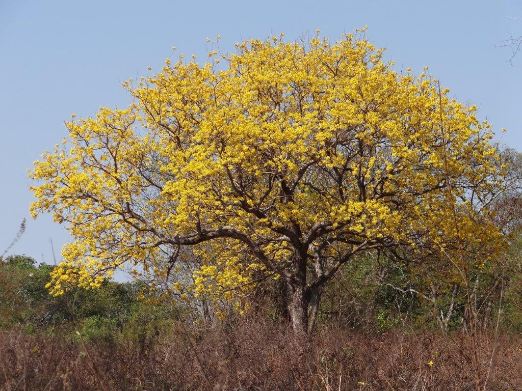 ​Produtores rurais de Mato Grosso receberão apoio para conservar o Cerrado