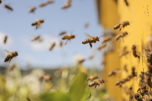 Ao longo dos cinco dias da feira, três hotéis de abelhas estarão expostos. 