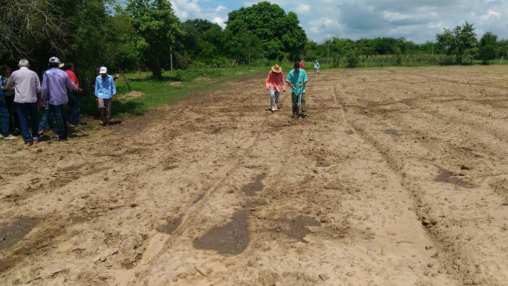 Cerca de 40 agricultores e técnicos participam de curso sobre algodão no Ceará