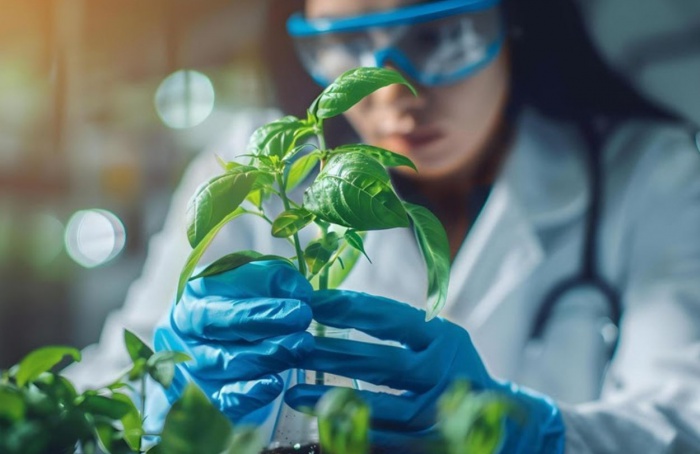 Biotecnologia está em quase 100% da soja e do algodão certificados