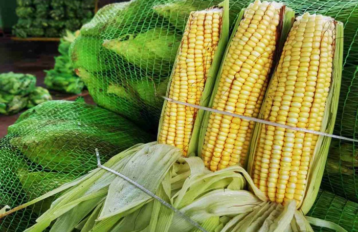 Vendas de milho verde devem quase dobrar na Ceagesp