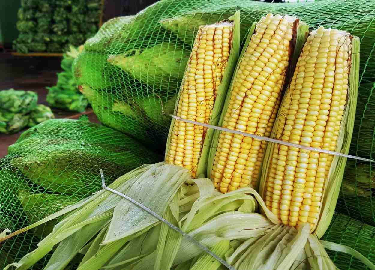 Vendas de milho verde devem quase dobrar na Ceagesp