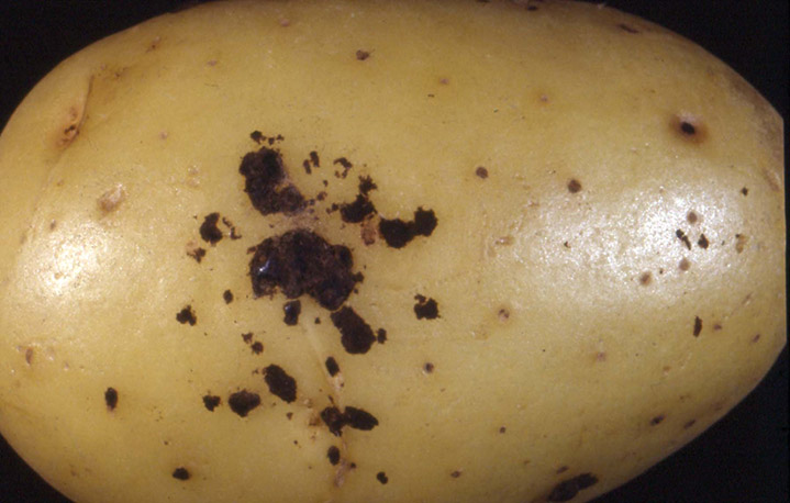 Tubérculo de batata (Solanum tuberosum L.) com presença de crosta negra