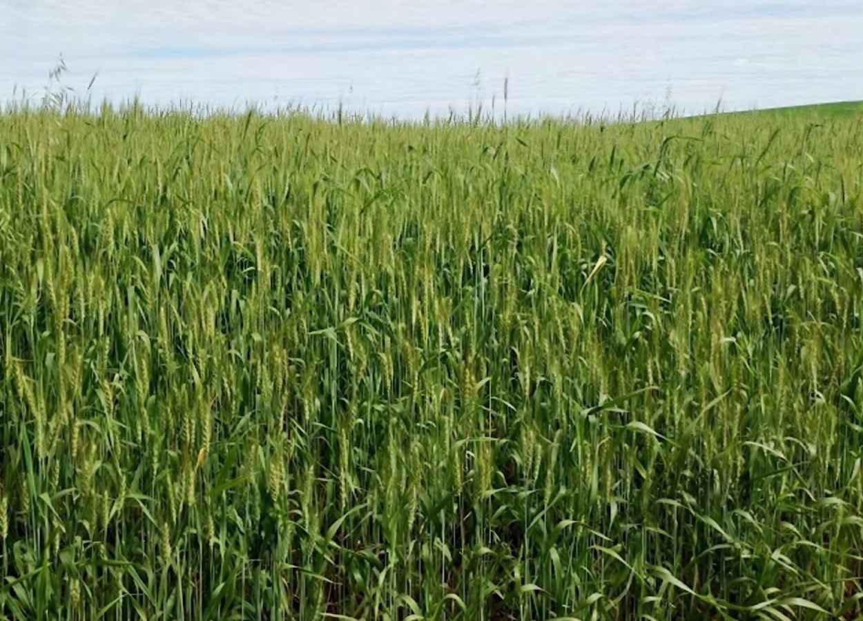 RS Safra 2025/26: geadas afetam culturas de inverno e milho