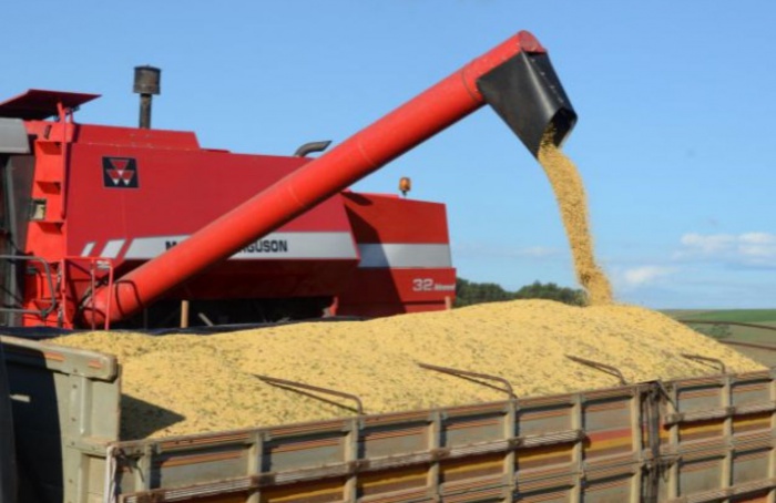 Santa Catarina registra queda de produção de milho e soja na safra 2023-24