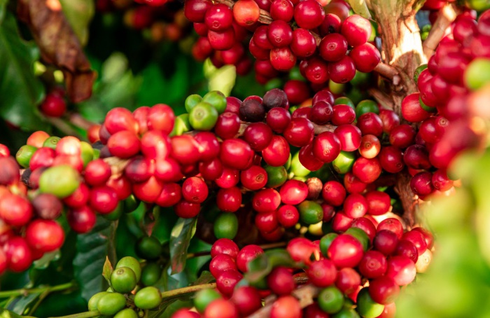 Minas Gerais exporta primeiro lote de café em conformidade com as novas regras da União Europeia