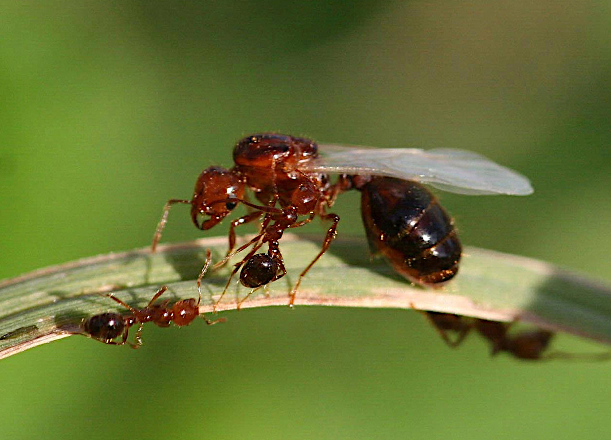 Foto:&nbsp;Johnny N Dell, Bugwood