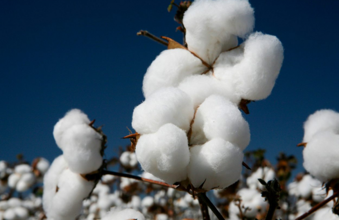 Atraso na semeadura da soja abre oportunidade para algodão em Mato Grosso e na Bahia