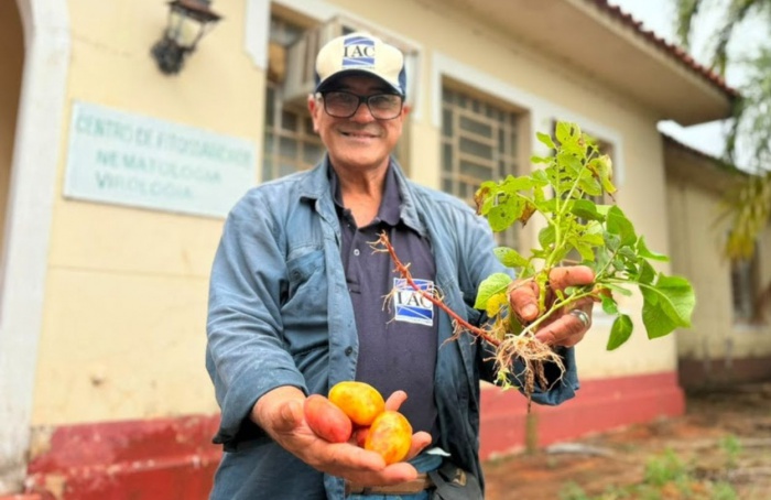 IAC apresenta tecnologia para produção de batata-semente