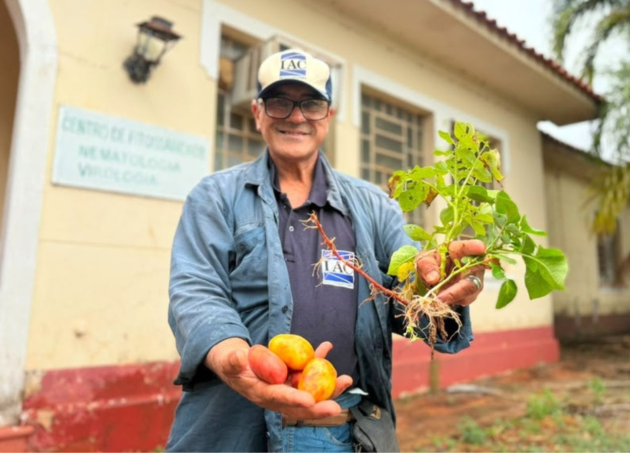IAC apresenta tecnologia para produção de batata-semente